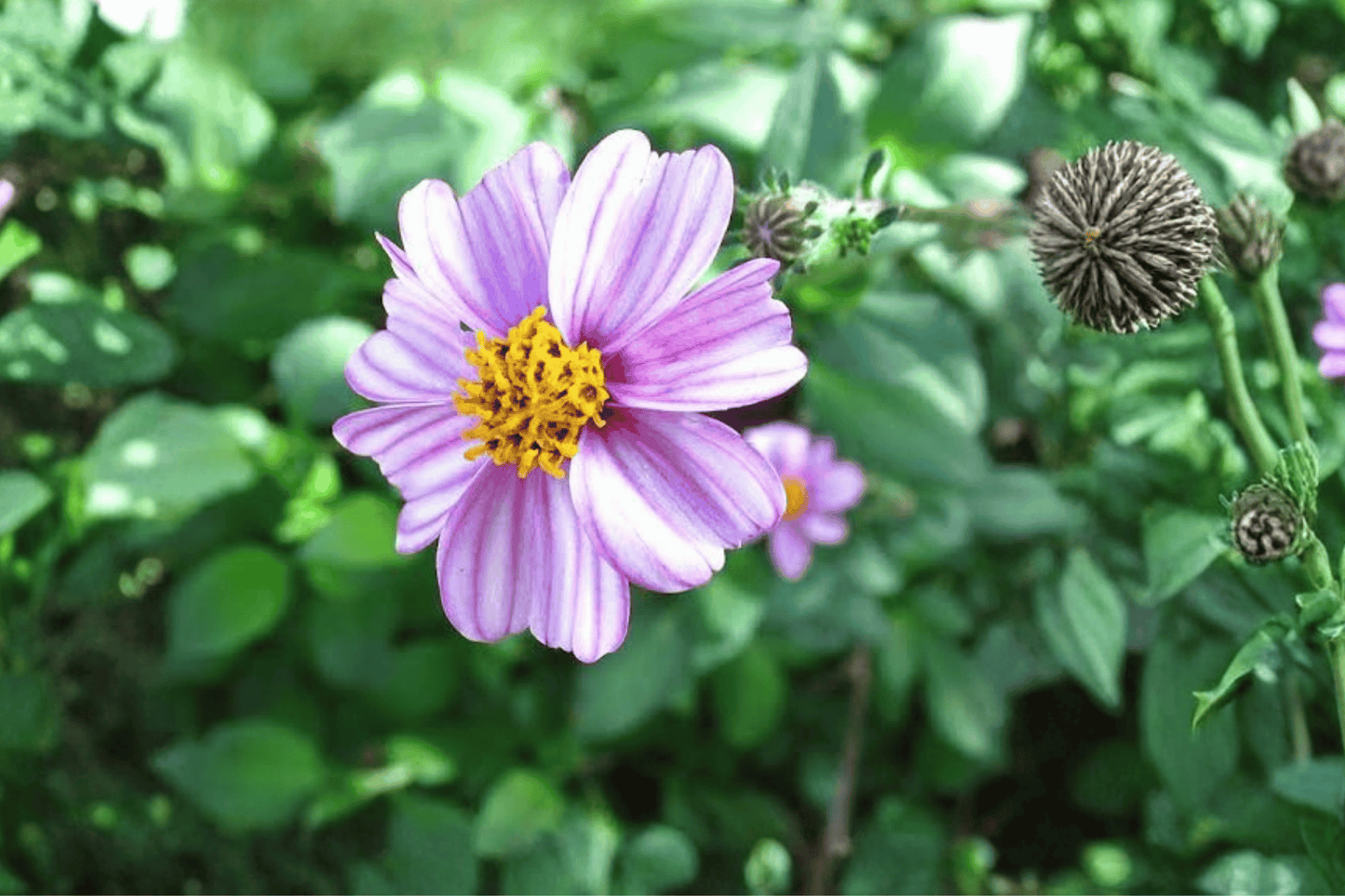 Pretty in Pink Beggarticks 1 Live Plant – 4-Inch Pot – Bidens ferulifolia ‘Pretty in Pink’