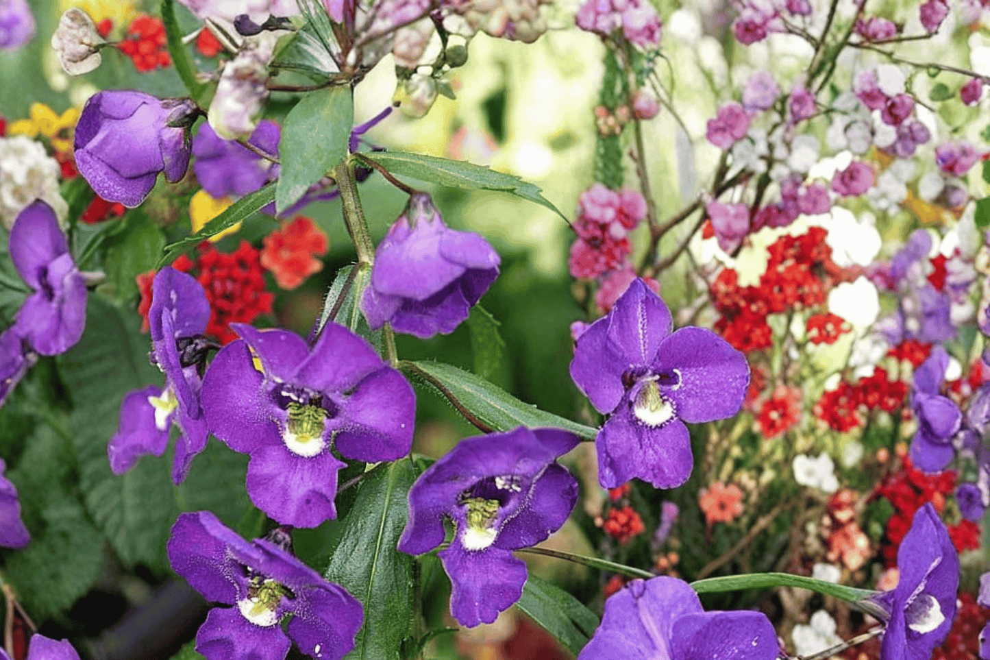 Alonia Big Indigo Summer Snapdragon 1 Live Plant – 4-Inch Pot – Angelonia angustifolia ‘Big Indigo’
