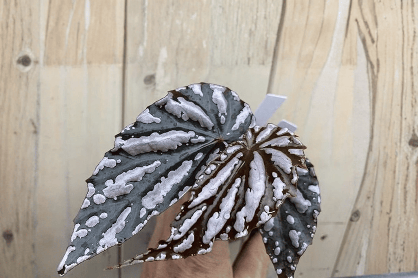 2 Begonia sp. 'Lampung Sumatera' Tissue Culture Plants