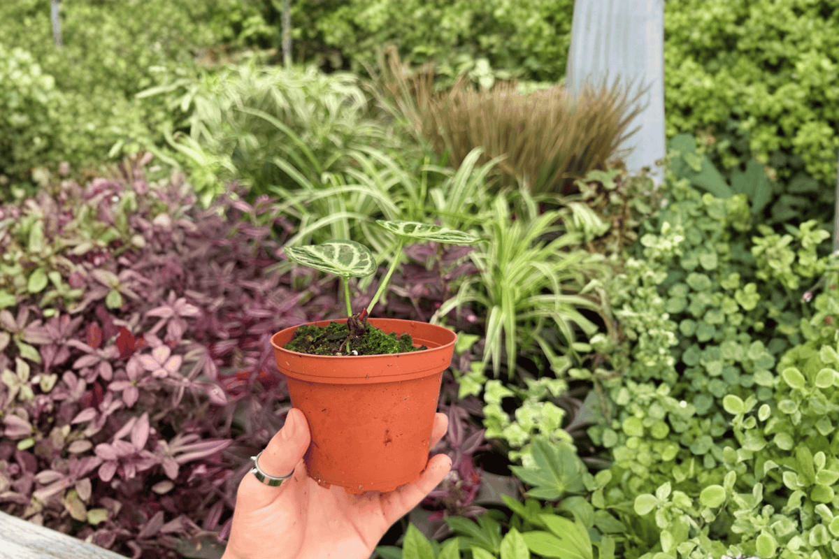 Anthurium Domino × Silver Blush 2 Exact Live Plants – Anthurium Hybrid 4” Size Bare Root