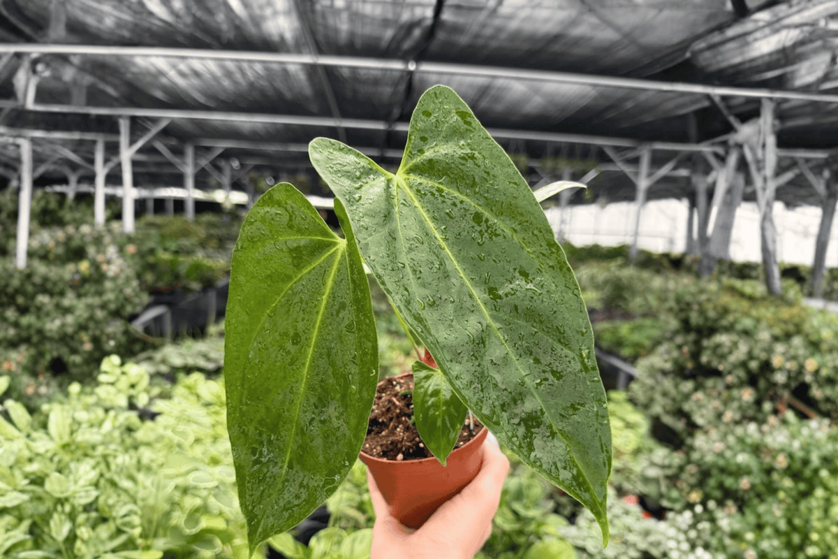 Anthurium Hoffmannii x Red Gunsal 2 Exact Live Plants – 4-Inch Pots