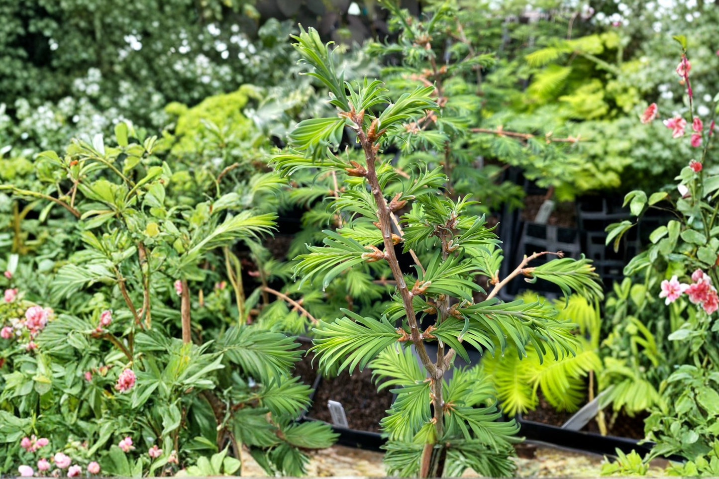 Hamlets Broom Dawn Redwood Live Plant 8 Inch 1 Year Graft Compact Conifer Tree Landscape Garden Plant