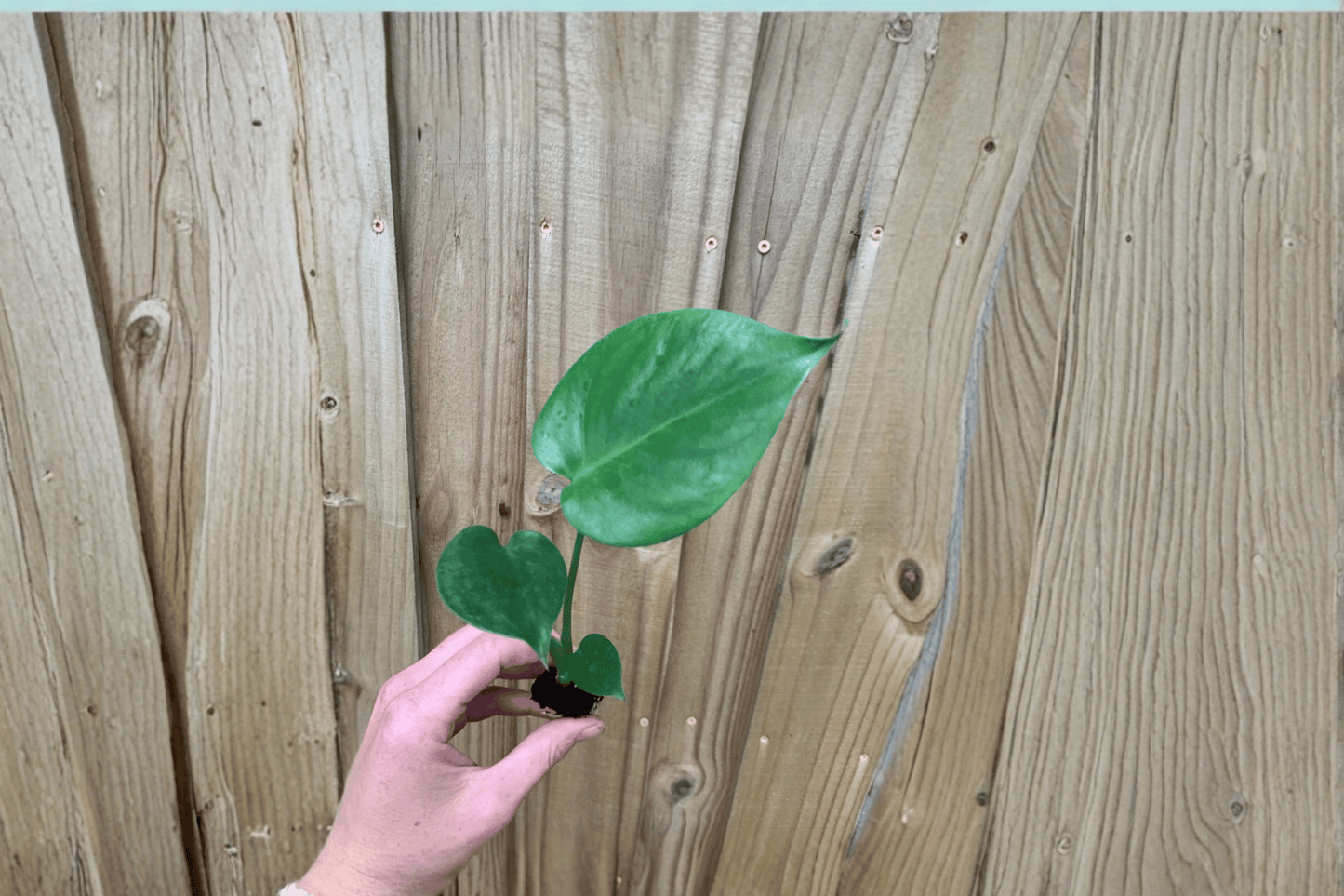 2 Monstera Deliciosa 'Swiss Cheese Plant' Starter Plants – Bare Root – Monstera deliciosa