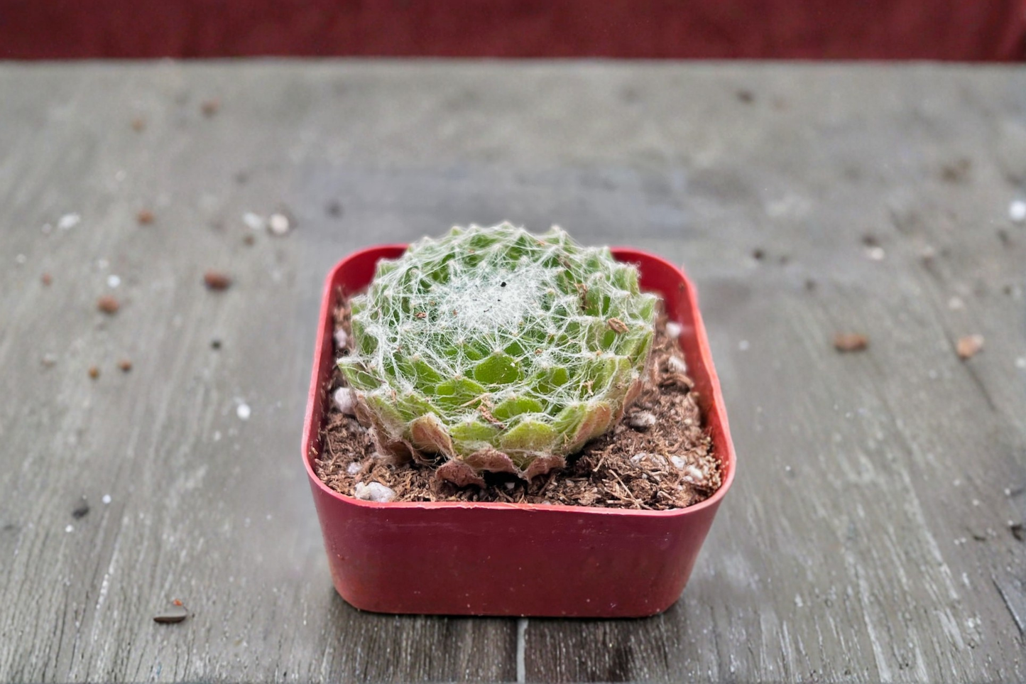 Cobweb Sempervivum Live Succulent Plant Cobweb Houseleek in 2 Inch Pot Indoor Outdoor Garden Decor Gift