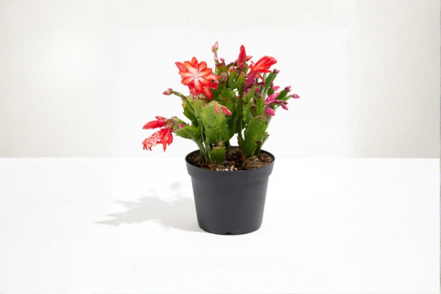 Christmas Cactus Live Plant Holiday Cactus with Bloom Buds 4 Inch Pot Flowering Succulent Indoor Plant Gift
