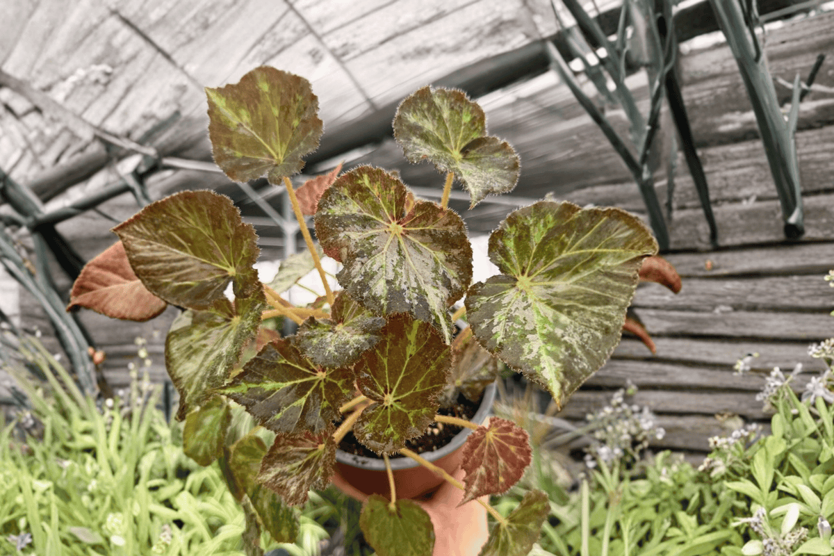 Begonia Nola 2 Exact Live Plants – 6-Inch Hanging Basket Size