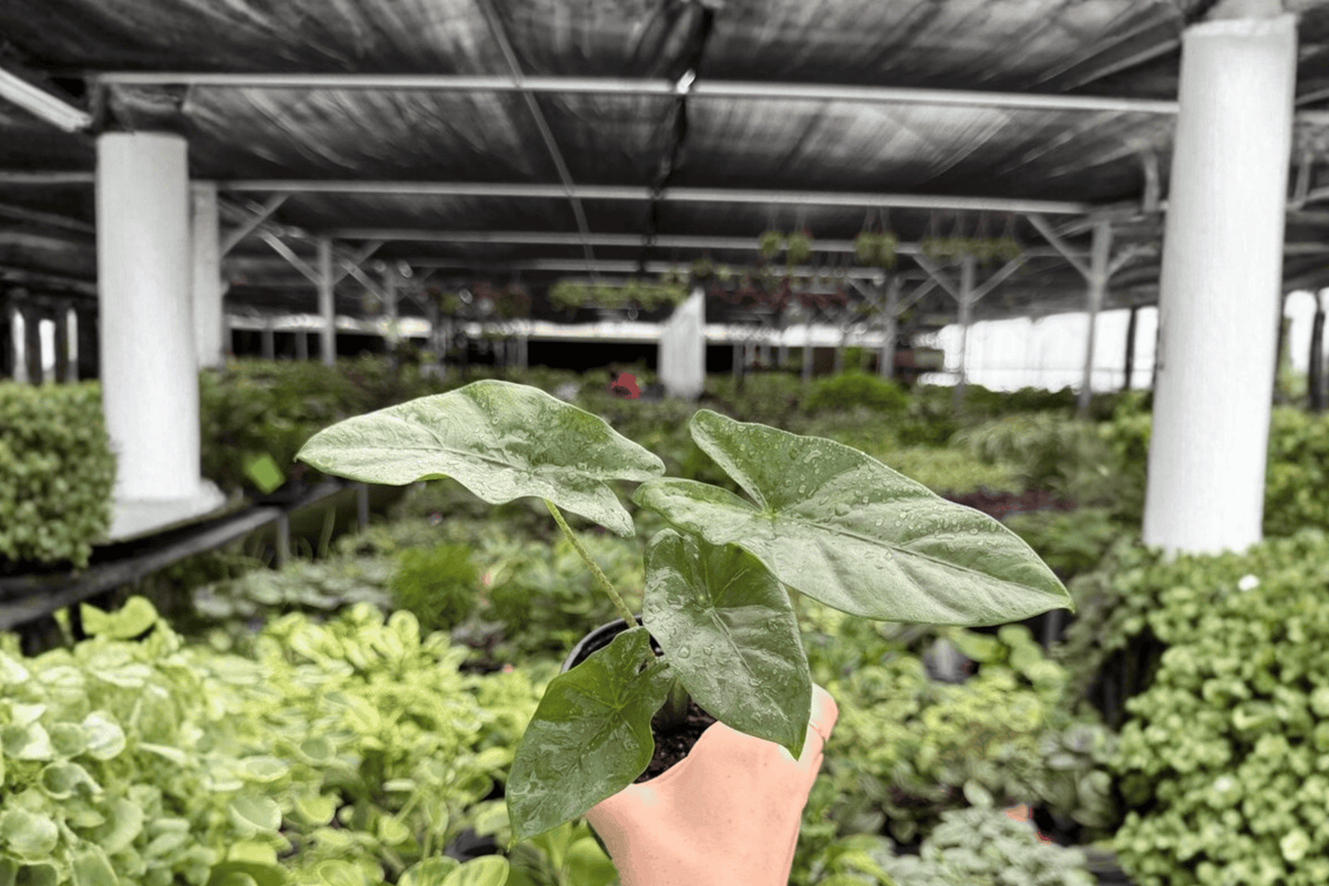 Alocasia Corazon 2 Exact Live Plants – 4-Inch Pots – Alocasia ‘Corazon’