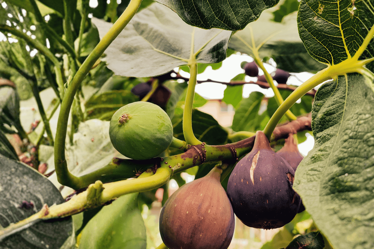 Brown Turkey Fig 1 Live Plant – Ficus carica ‘Brown Turkey’ – 3 Gallon Pot