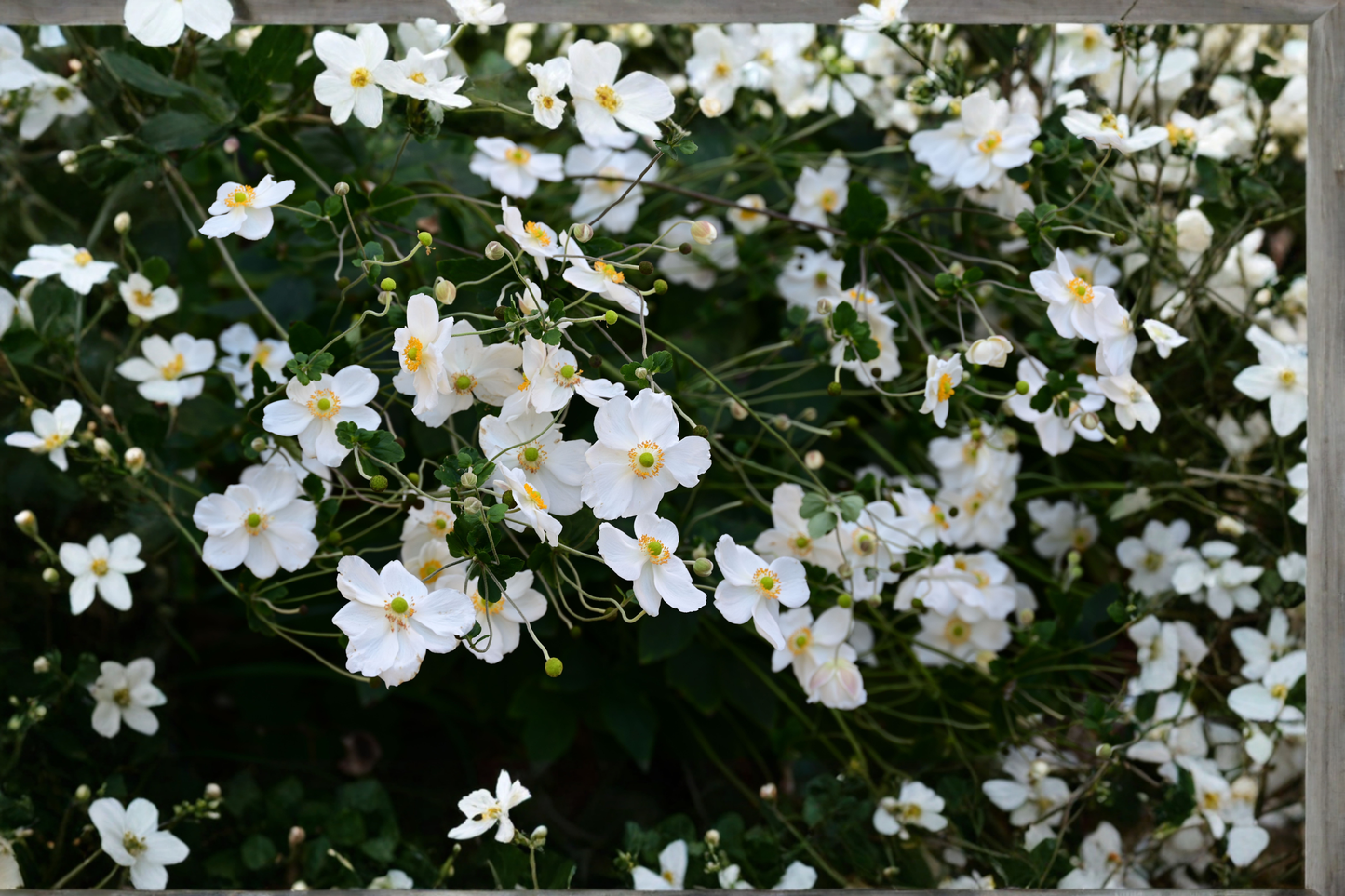 Honorine Jobert Anemone Live Plants 3 Rooted Starters 1 Qt Pots White Windflower Perennial Garden Flowers