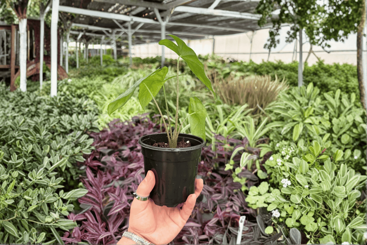 Alocasia Corazon 2 Exact Live Plants – Specific 4-Inch Pots – Alocasia ‘Corazon’