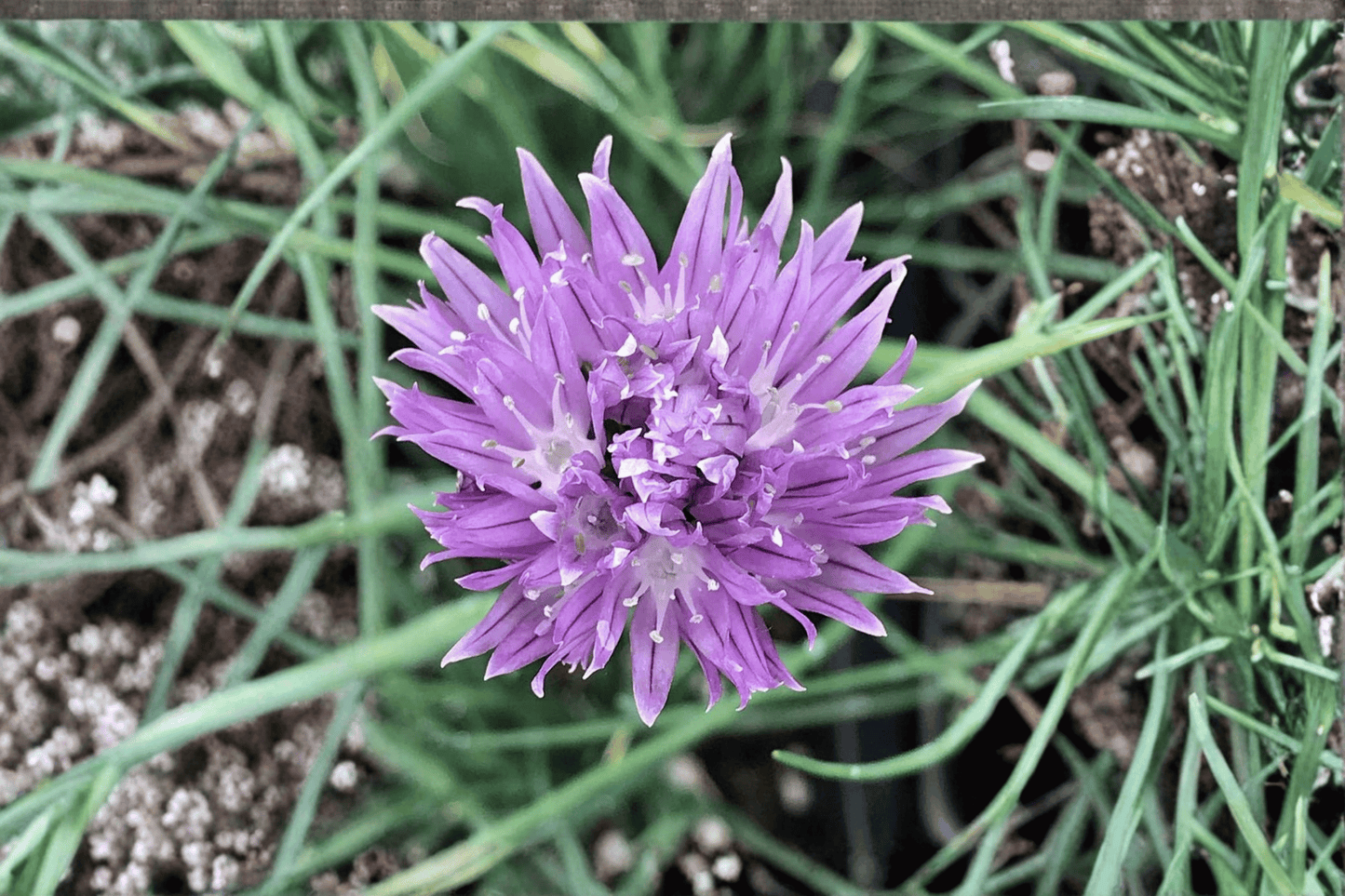 Chives 1 Live Plant – 4-Inch Pot – Allium schoenoprasum