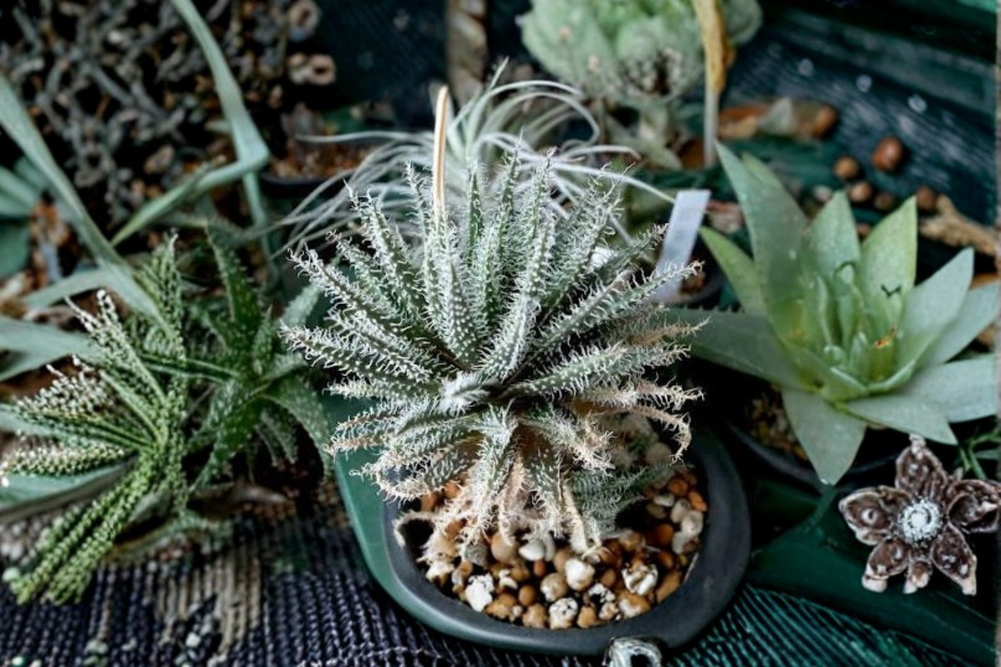 cLive Succulent Plant in 4-Inch Pot – Aloe haworthioides