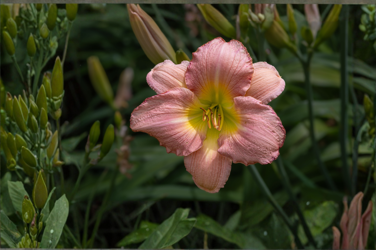 Prague Spring Daylily Live Plant – Pinched Petals – Hemerocallis Cultivar