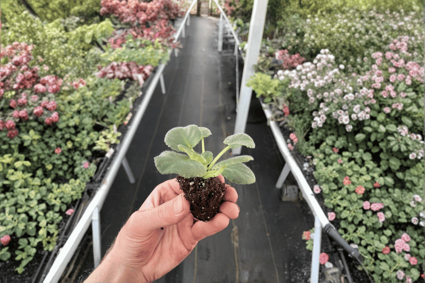 Shipping Notice: Plants are grown in 2-inch nursery pots for cultivation, but the pots are NOT included. Plants are shipped bare root to reduce shipping cost and minimize transit stress
