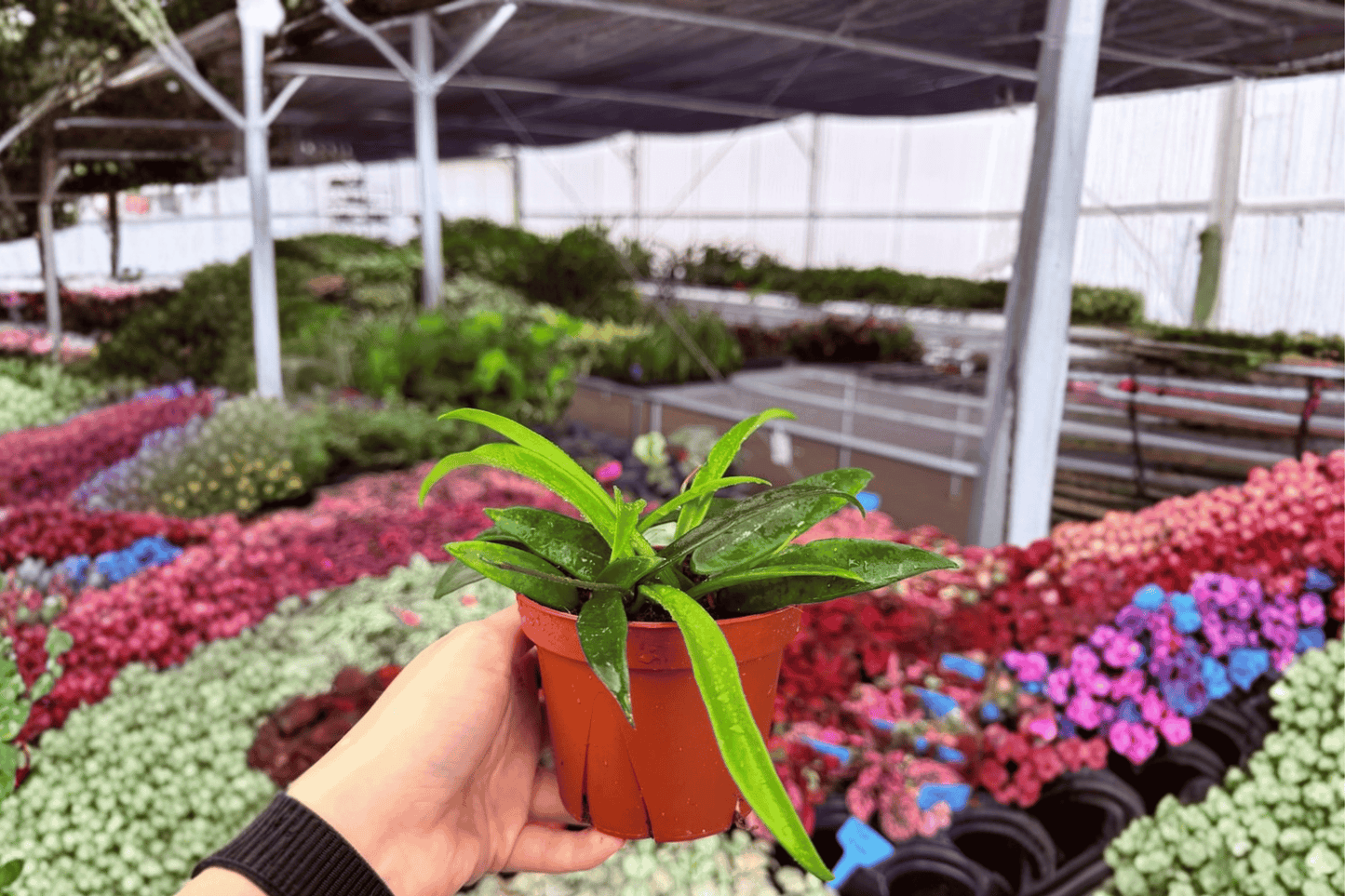 2 Hoya 'Minibelle' Live Plants in 4-Inch Pots – Hoya 'Minibelle'
