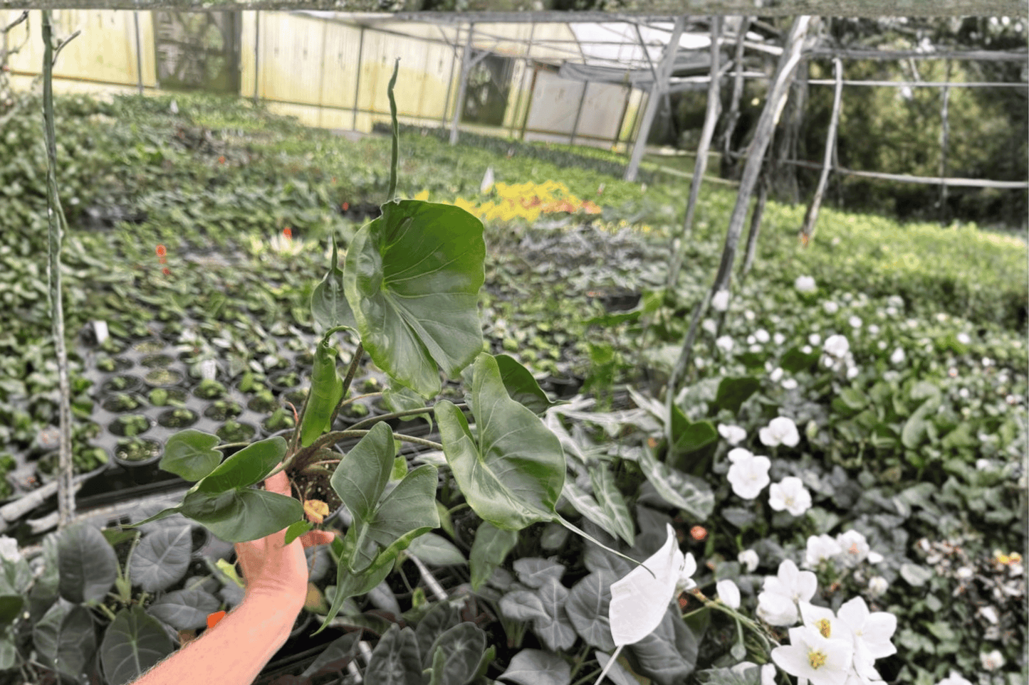 Alocasia Stingray Live Plant – 2 Plants Bare Root – Alocasia macrorrhizos 'Stingray' – Originally Grown in 4" Pot