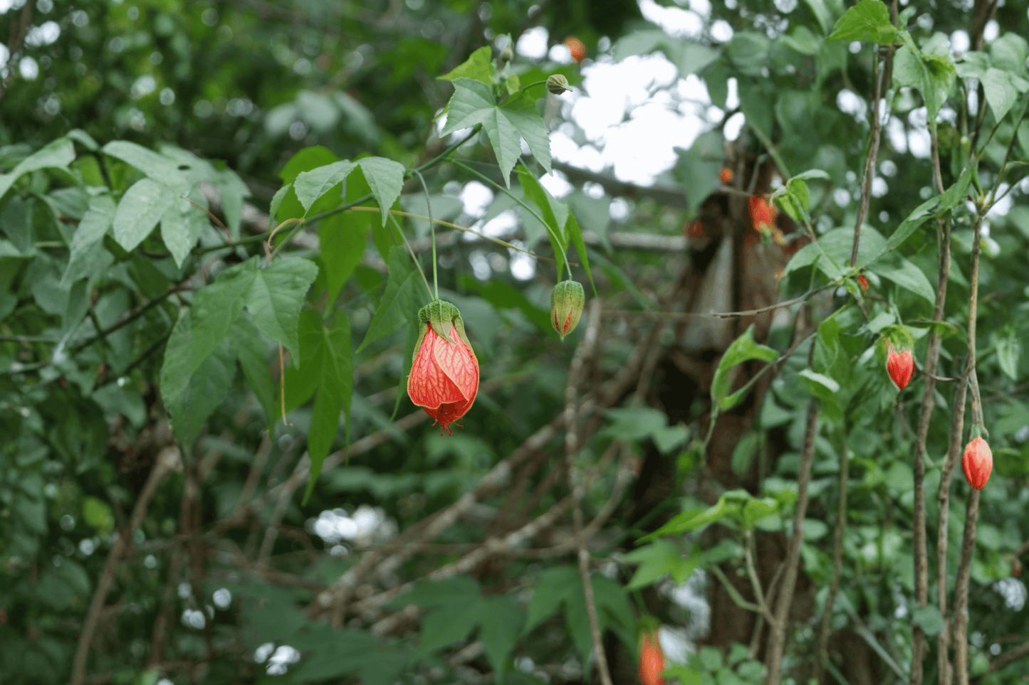 Cristina Flowering Maple 1 Gallon Live Plant – Abutilon × hybridum ‘Cristina’