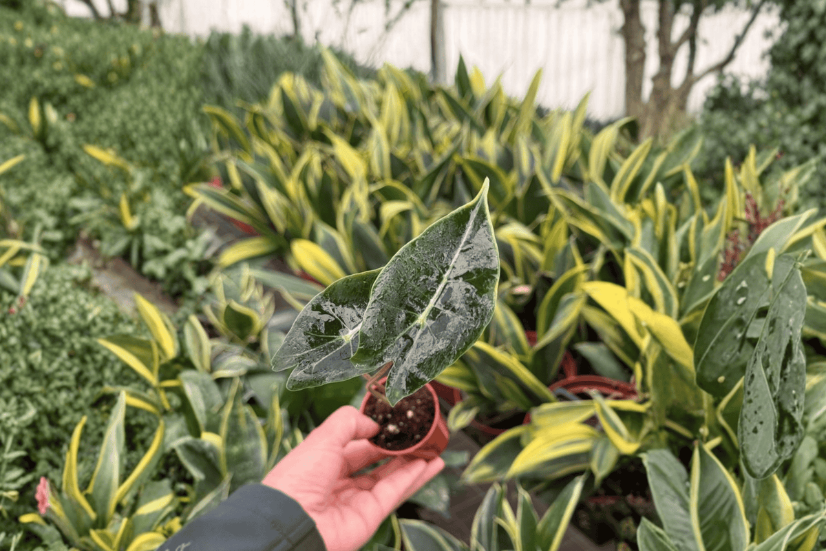 Alocasia Dragon’s Tooth 2 Live Starter Plants – 2-Inch Nursery Size – Alocasia longiloba ‘Dragon’s Tooth’