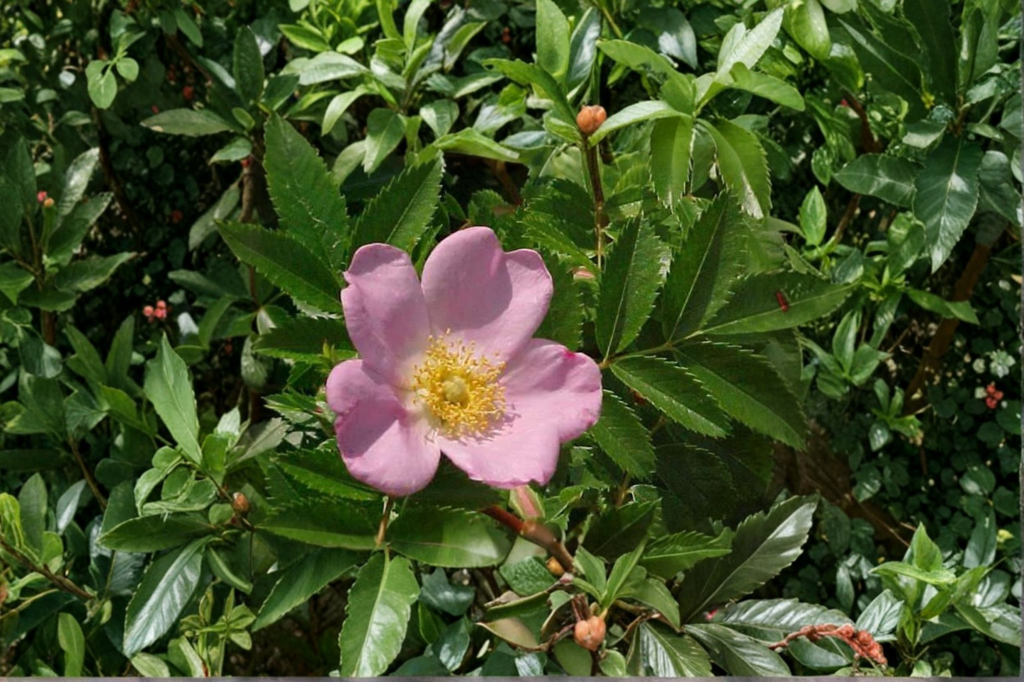 Pasture Rose Live Plant 2 Gallon Pot Native Pink Flowering Shrub Hardy Garden Landscape Rose Plant