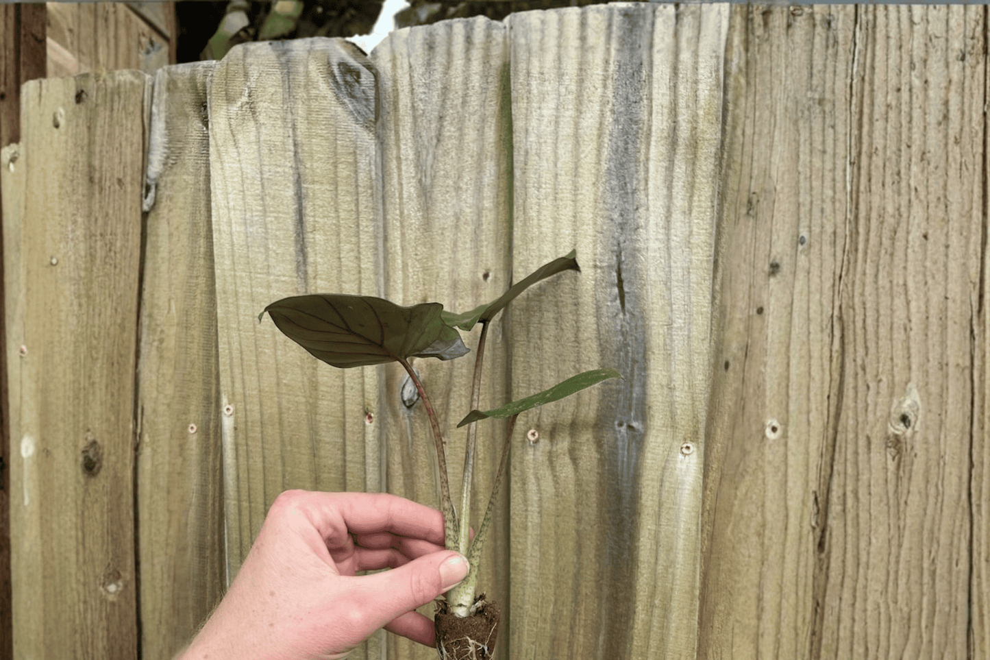 2 Alocasia 'Metalhead' (Portora × Lauterbachiana) Starter Plants – Bare Root