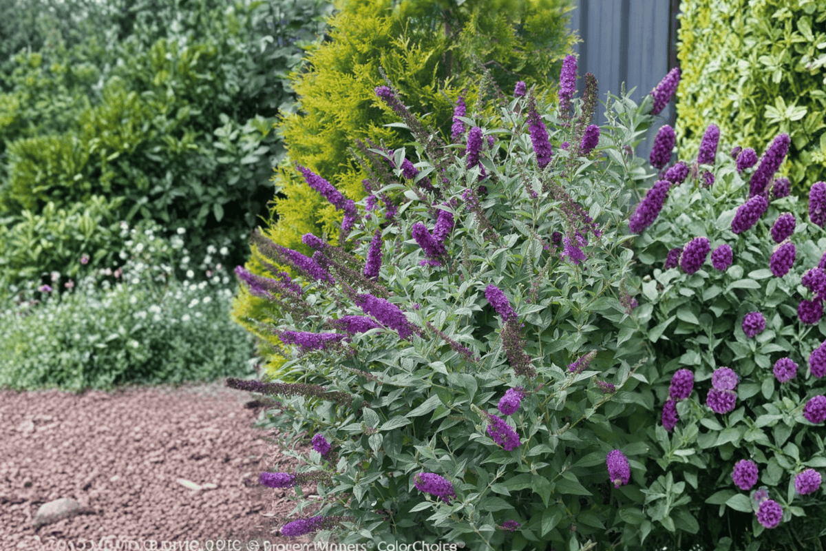 Miss Violet Butterfly Bush 1 Live Plant – Buddleja ‘Miss Violet’ – 3 Gallon Pot