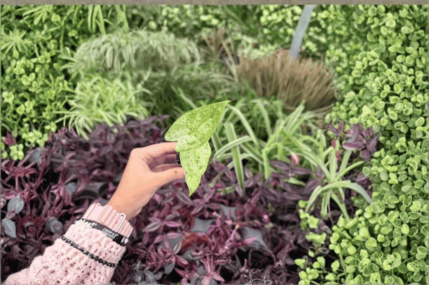 Alocasia Snow Odora Batik Variegated 2 Exact Live Starter Plants – Alocasia odora ‘Batik’