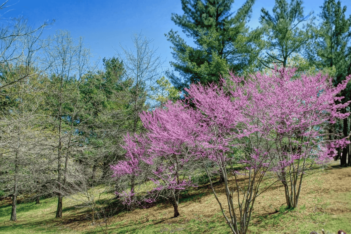 Eastern Redbud 1 Live Tree – Cercis canadensis – 1 Gallon Pot