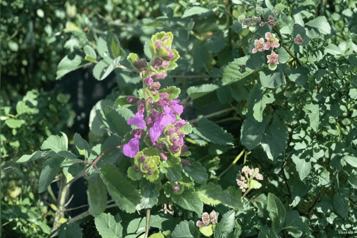 Summer Sunshine Wall Germander 1 Live Plant – 4-Inch Pot – Teucrium chamaedrys ‘Summer Sunshine’