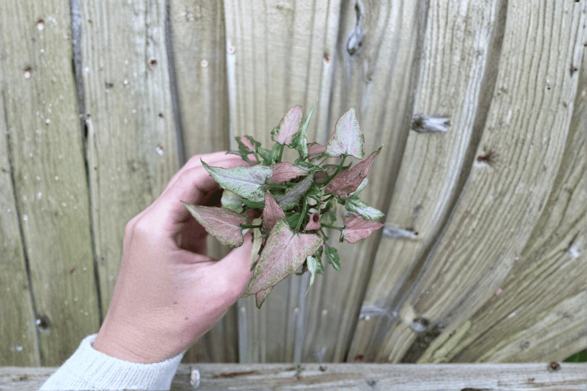 2 Syngonium Neon Pink Starter Plants – Syngonium podophyllum