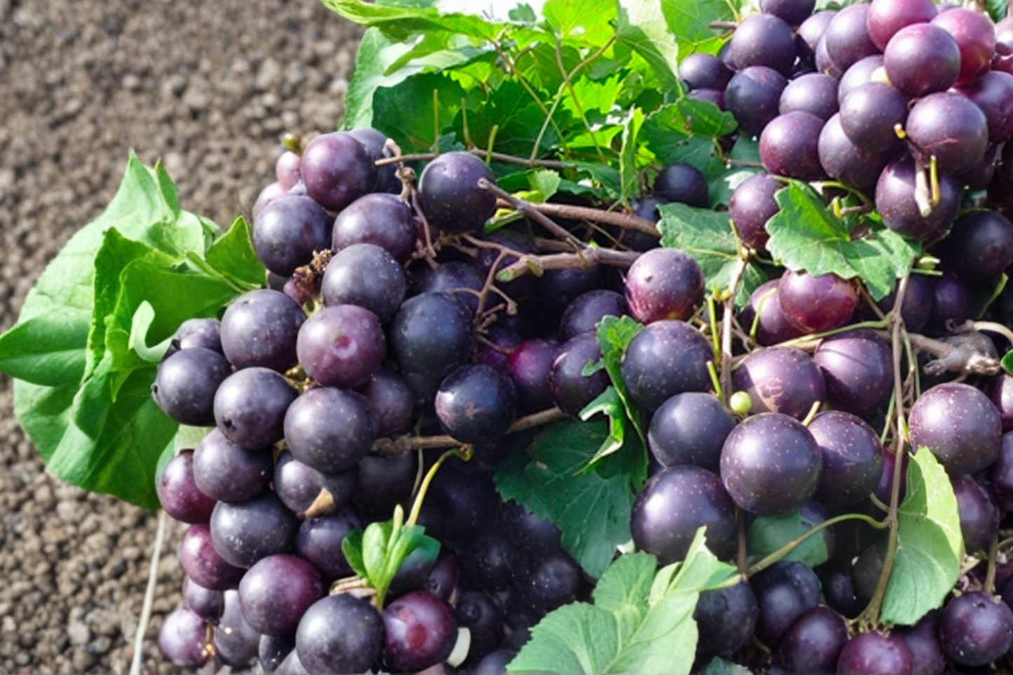 Black Cowart Muscadine Grape Vine Live Plant 2 Gallon Pot Self Fertile, Fruit Vine for Garden Trellis Vineyard