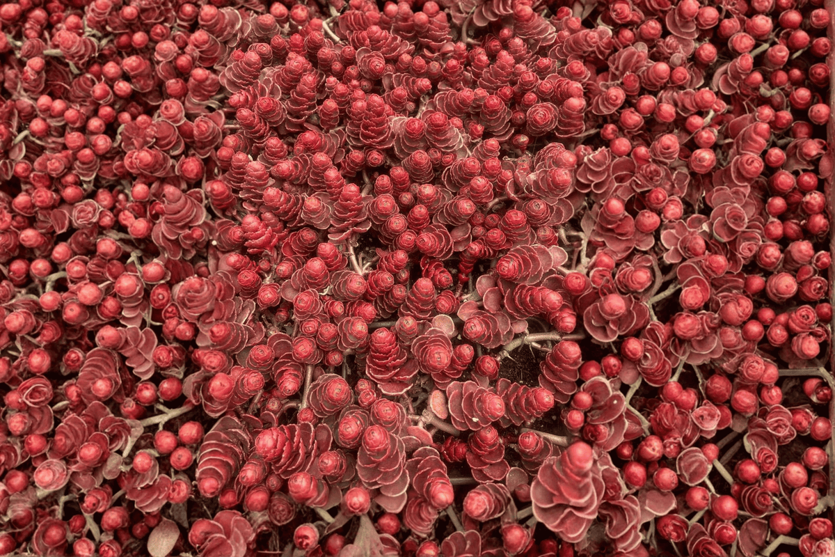Dragon’s Blood Stonecrop 1 Live Plant – 4-Inch Pot – Sedum spurium ‘Dragon’s Blood’