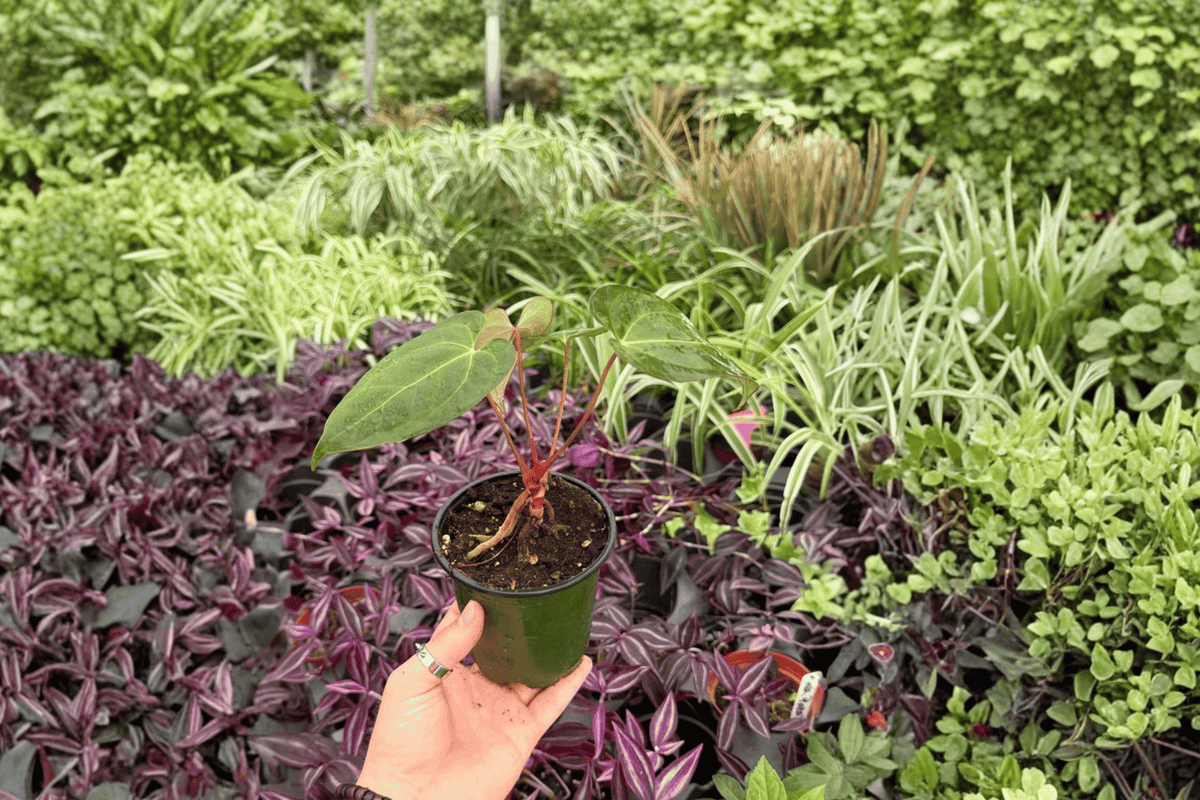 Anthurium FS x Blue Papi – 2 Exact Live Plants in 4” Pots