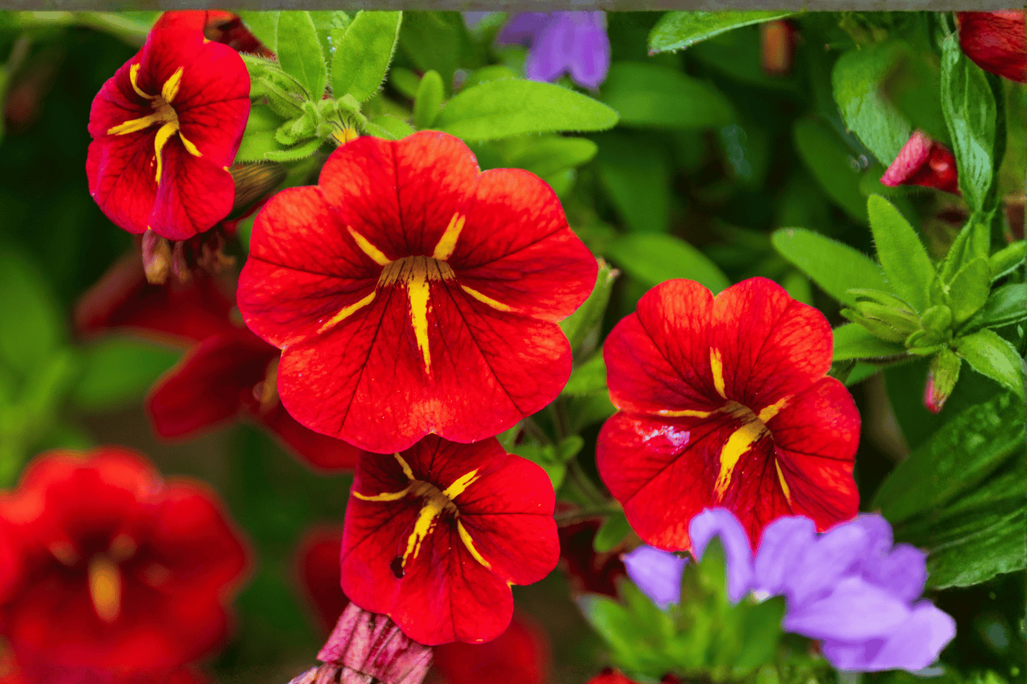 MiniFamous Neo Red Hawaii Million Bells 1 Live Plant – 4-Inch Pot – Calibrachoa ‘Red Hawaii’