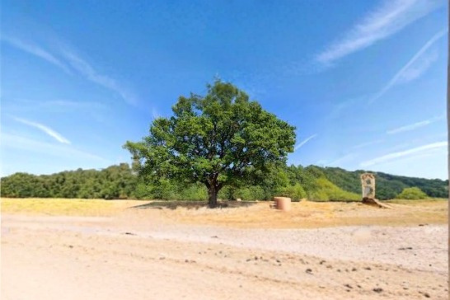 Live Oak Tree 4–6 Ft Live Shade Tree, Evergreen Oak for Yard Landscape Large Canopy Tree Outdoor