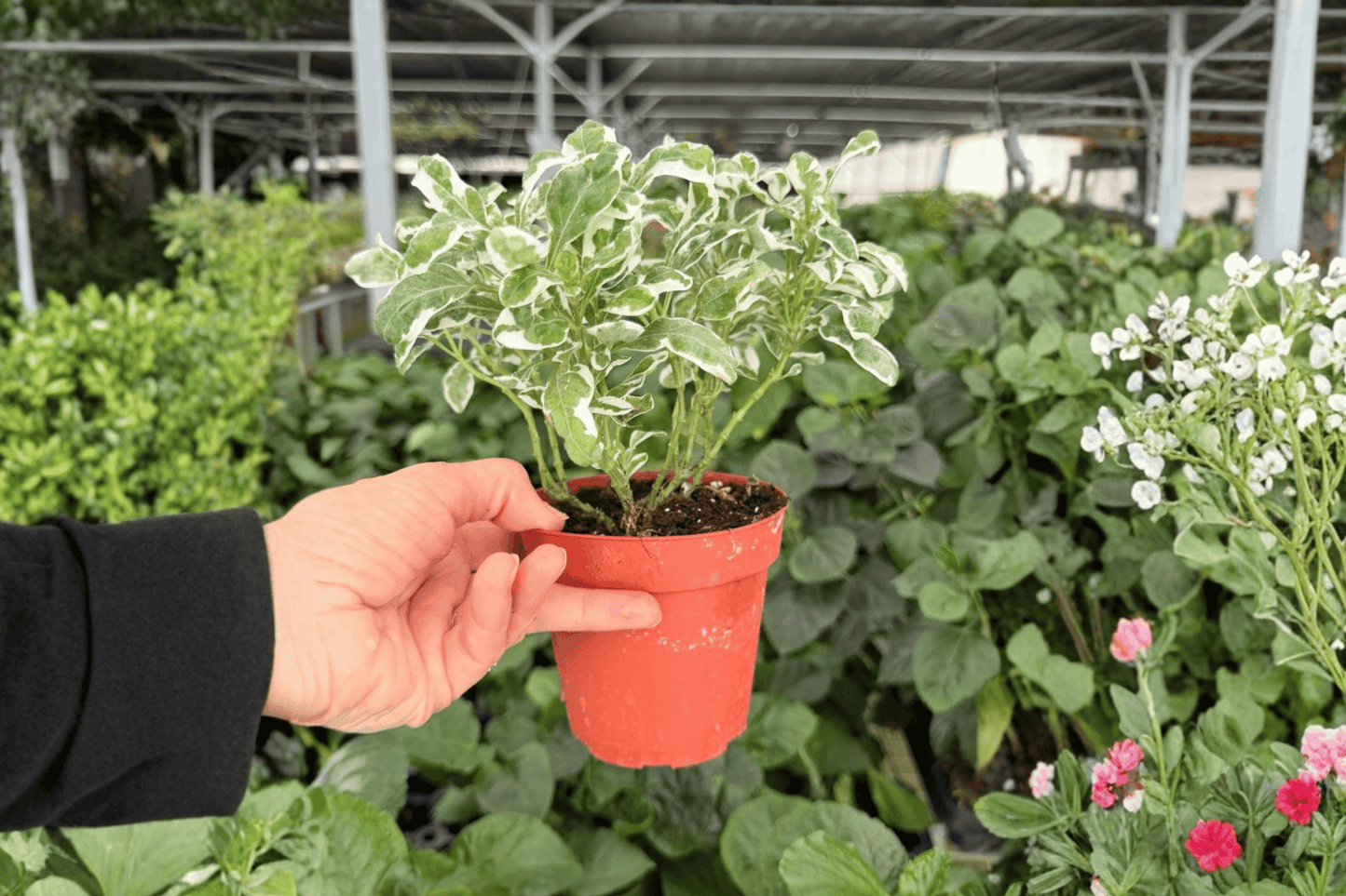 Alternanthera Snow Queen 2 Exact Live Plants – 4-Inch Pots