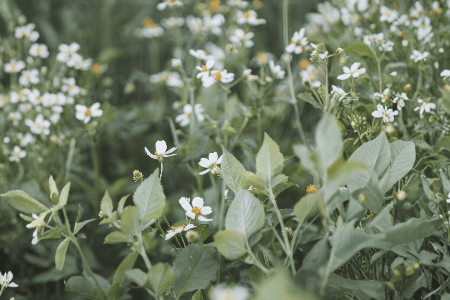 White Delight Beggarticks 1 Live Plant – 4-Inch Pot – Bidens ferulifolia ‘White Delight’