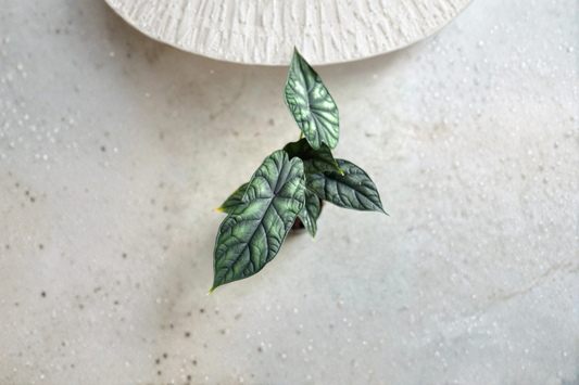 Alocasia Dragon Scale Live Plant Rare Tropical Houseplant 4 Inch Pot Rooted Indoor Alocasia Gift Plant