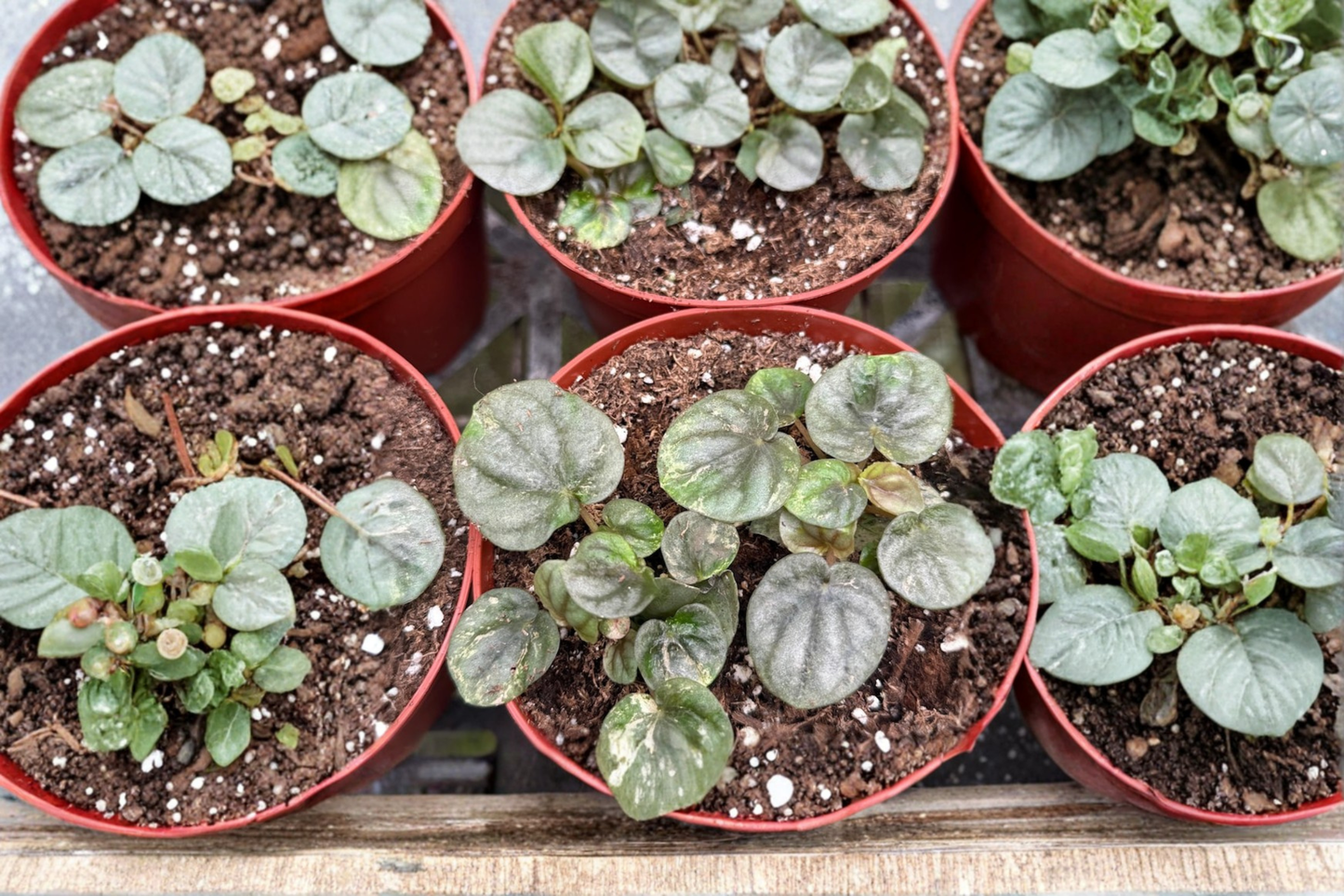 Peperomia Pink Lady Live Plant Variegated Tropical Starter Houseplant Rare Indoor Plant in 4 Inch Grower Pot Gift