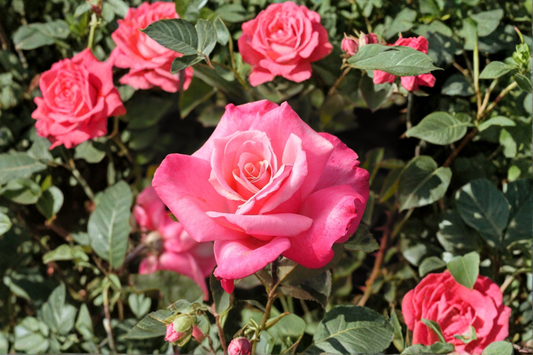 First Prize Hybrid Tea Rose Live Plant 3 Gal Pink Rose Bush, Large Bloom Flowering Rose for Garden Outdoor