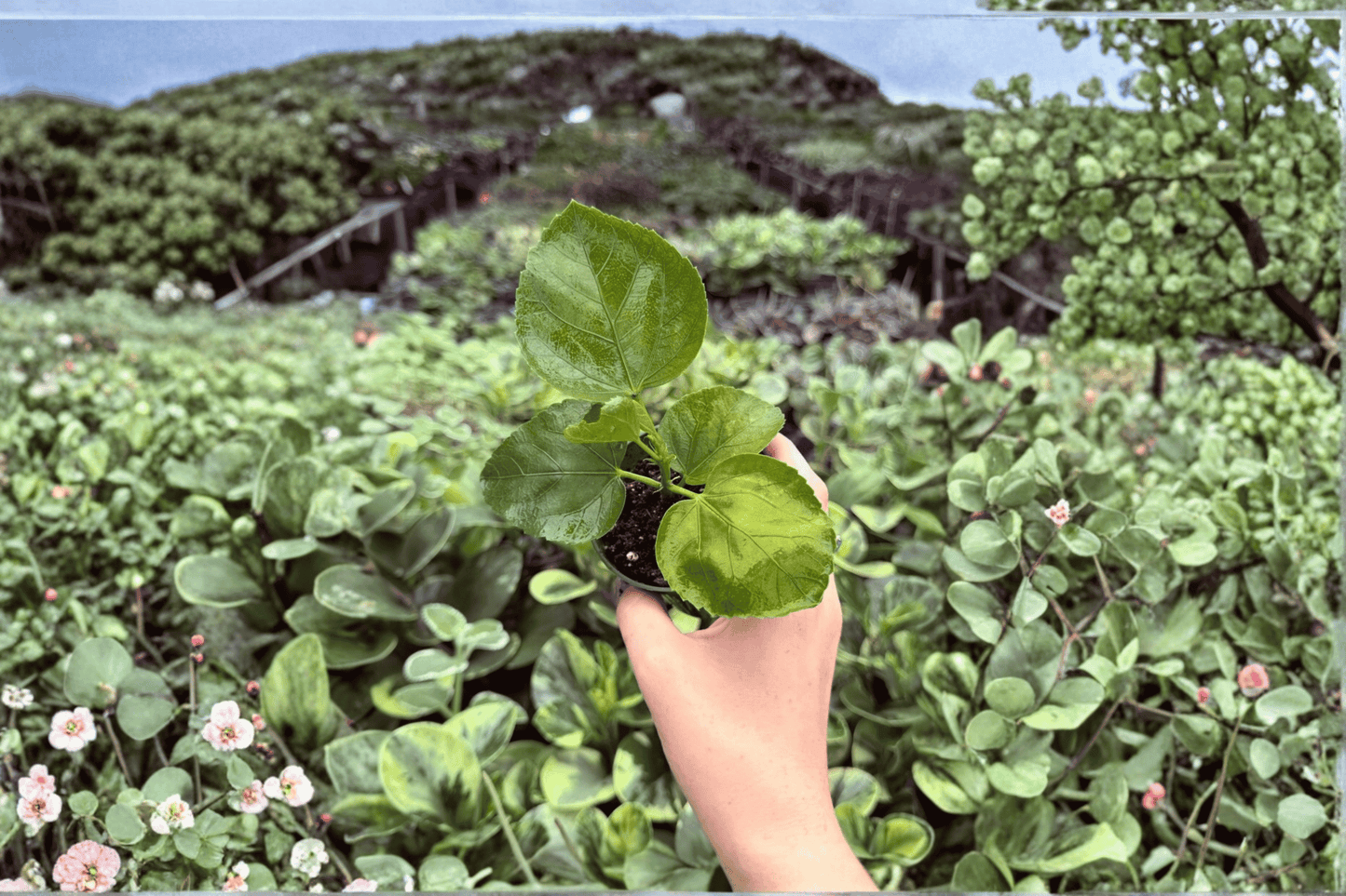 2 Space Oddity Hibiscus Live Starter Plants – Bare Root Tropical Hibiscus