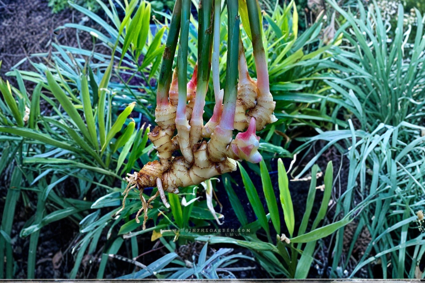 Thai Galangal Ginger Plant Live Set Two Plants in Pot Alpinia Galanga Culinary Herb Tropical Garden No Ship to California