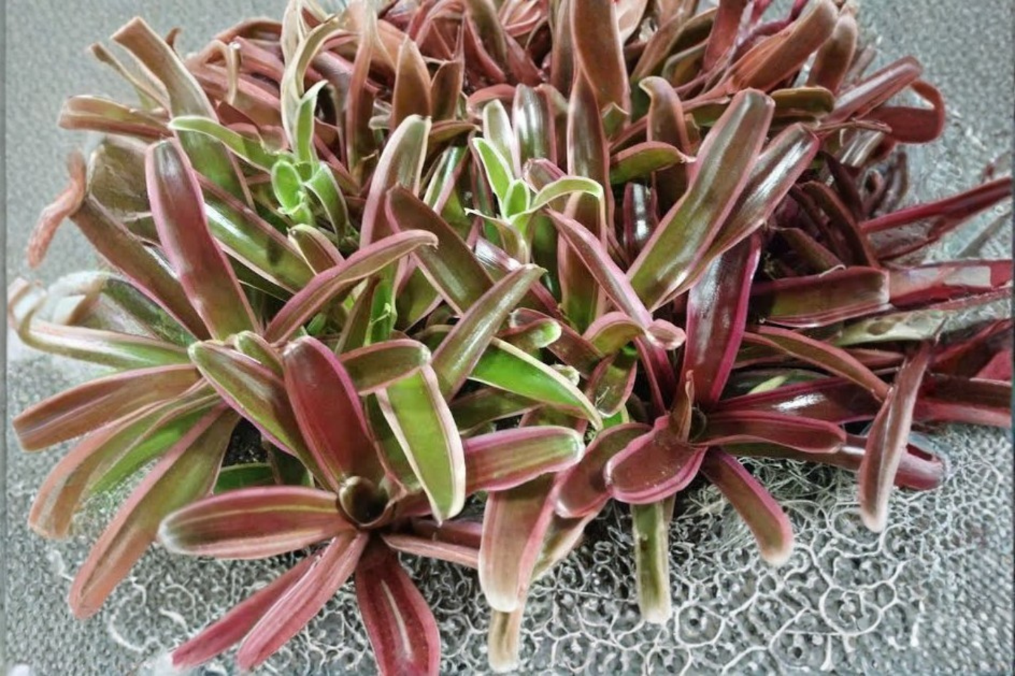 Neoregelia 'Fireball' Bromeliad Live Pup Bare Root – Neoregelia 'Fireball'
