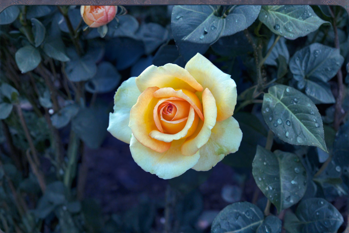 Gold Medal Rose Bush 3 Gal Live Plant – Yellow Orange Grandiflora Rose Shrub, Outdoor Garden Flower Plant