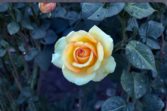 Gold Medal Rose Bush 3 Gal Live Plant – Yellow Orange Grandiflora Rose Shrub, Outdoor Garden Flower Plant