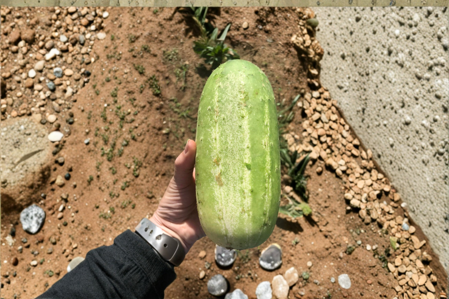Giant Cucumber Tree Seeds Magnolia Acuminata 30 Seeds Rare Ornamental Tree for Outdoor Garden Growing