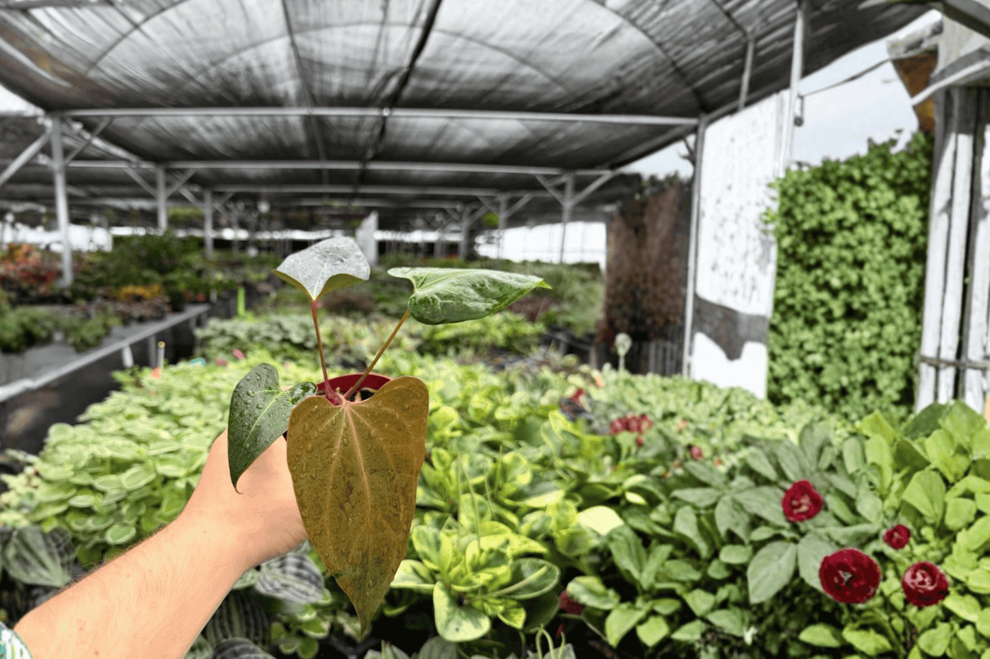 Anthurium Legend x Dark Phoenix 2 Exact Live Plants – 4-Inch Pots