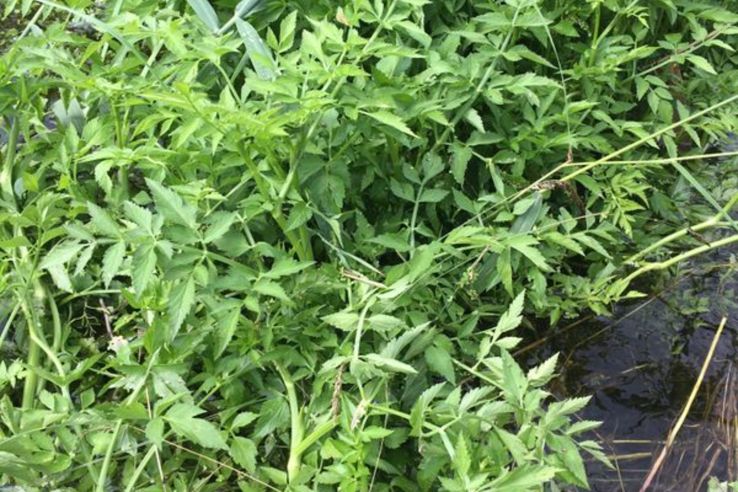 Vietnamese Water Celery Live Aquatic Plants 3–5 Count – Rau Cần Nước – Oenanthe javanica