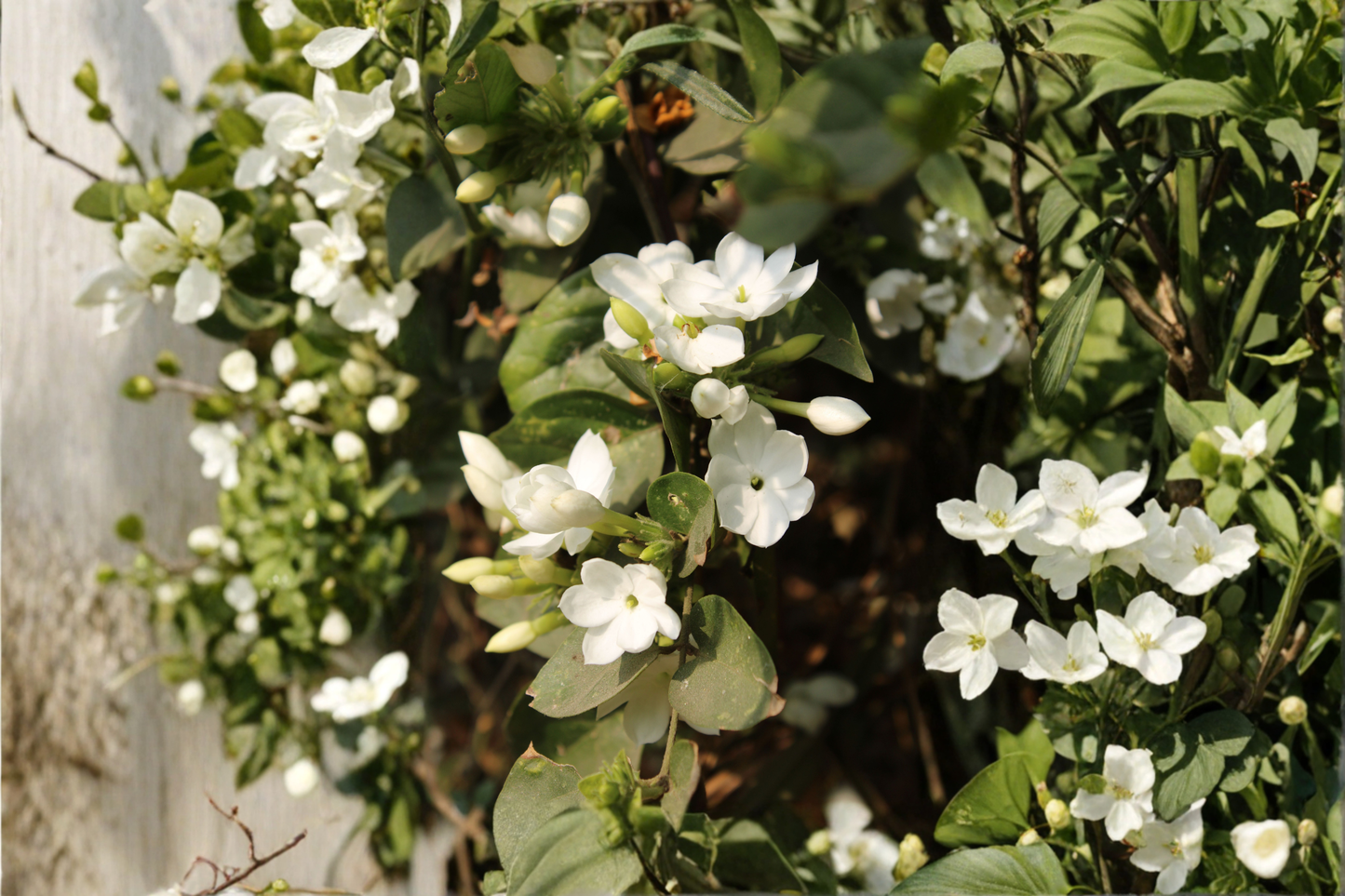 Crape Jasmine Live Plant – 4 Inch Pot – Fragrant White Flowers – Tabernaemontana divaricata