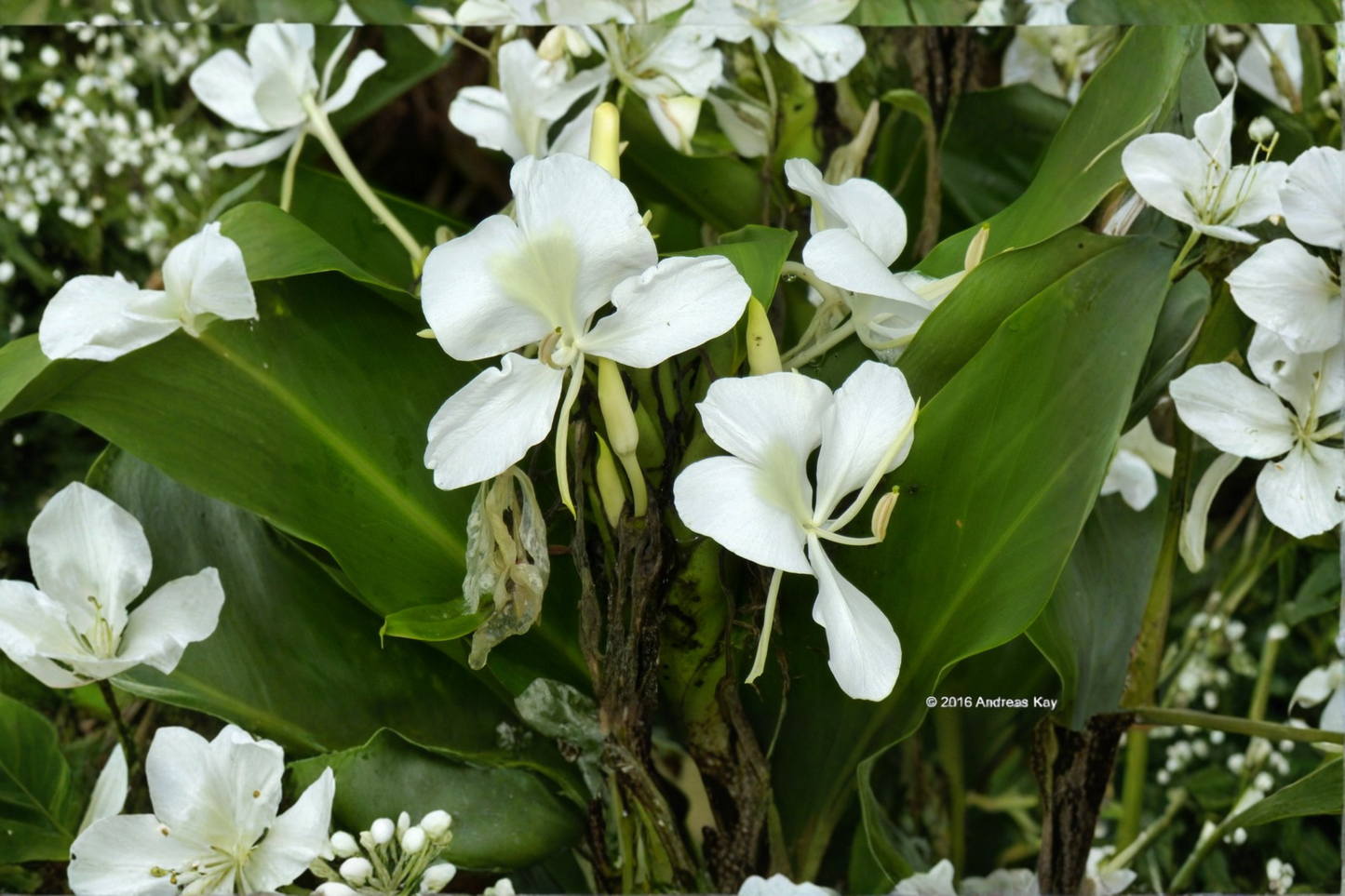White Ginger Lily Live Plant Butterfly Ginger Perennial Flowering Garden Plant Hedychium Coronarium