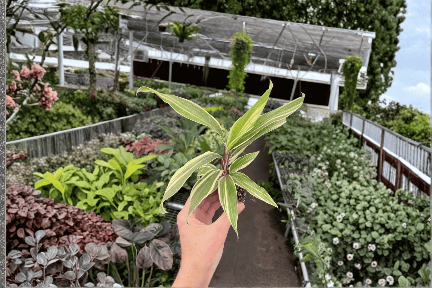 2 Cordyline Chocolate Queen Starter Plants – Bare Root – Cordyline fruticosa 'Chocolate Queen'